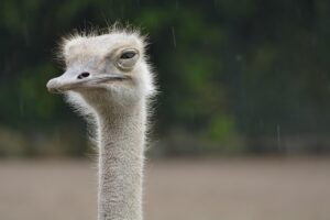 豊胸サプリは何ヶ月続けるのが目安なの？