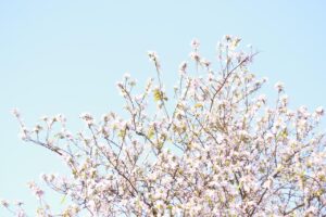 豊胸サプリを市販で購入するならドラッグストアのおすすめは？
